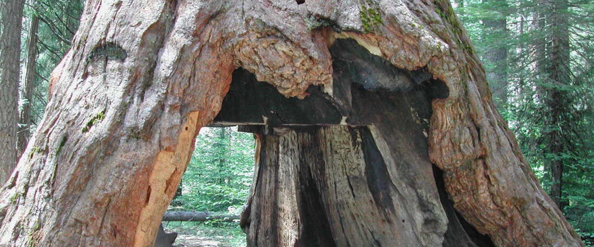 ARBOR X TREE SERVICE