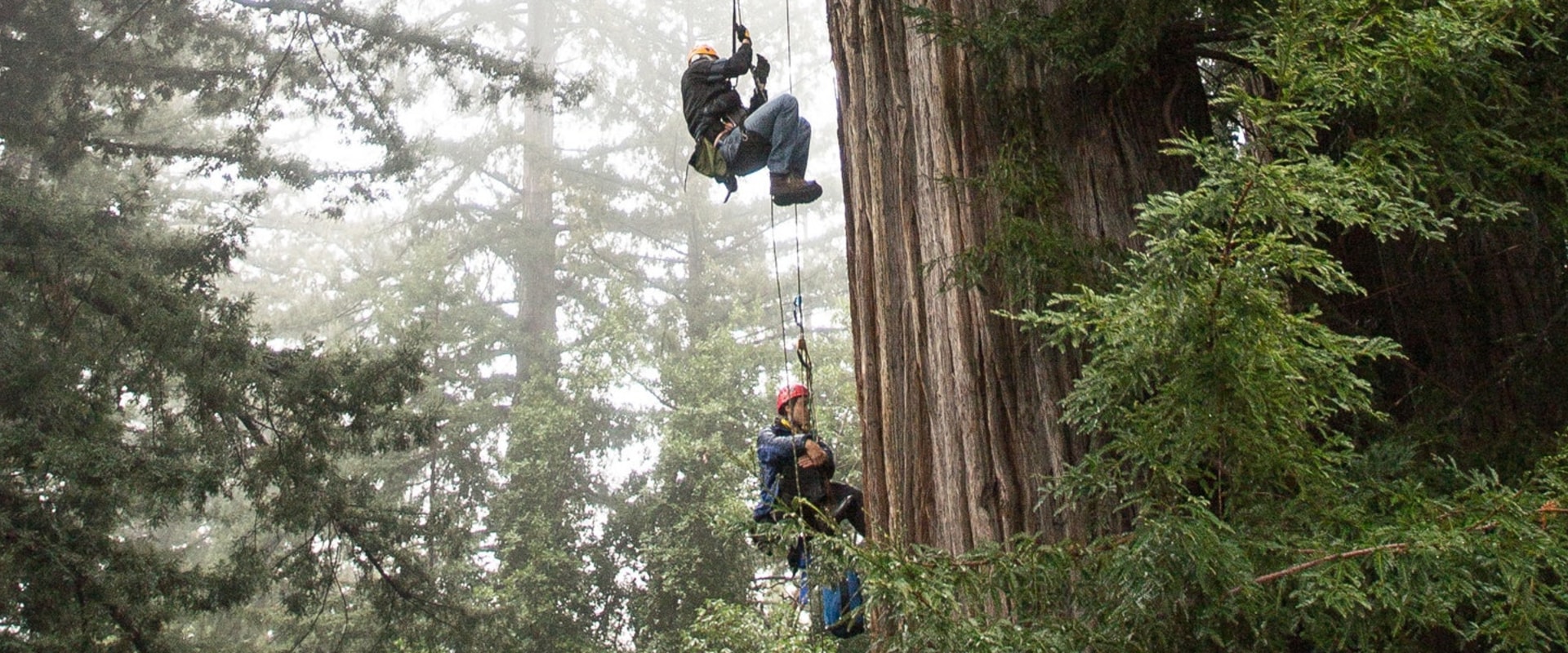 ARBOR X TREE SERVICE