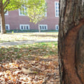 What are the three most common types of injury in tree care?