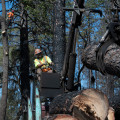 How much do tree trimmers make in california?