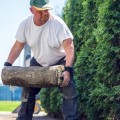 What is the tree service industry called?