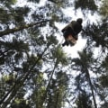 Is it weird for adults to climb trees?