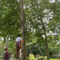 What is another name for tree trimming?