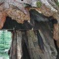 What state has the most tree work?