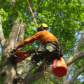 What is a tree professional called?