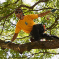 How much do tree climbers make in colorado?