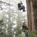 What is a tree climber called?