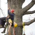 What does a professional tree climber do?