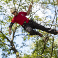 What does a tree climber do?