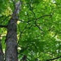 What is it called when you work with trees?