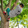 What is the climbing a tree?