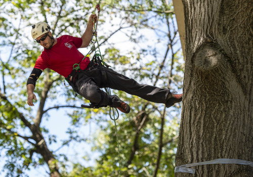 What professions climb trees?