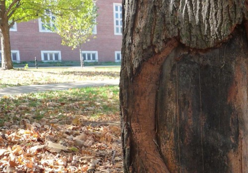 What are the three most common types of injury in tree care?