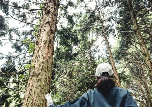 Is an arborist the same as a tree cutter?