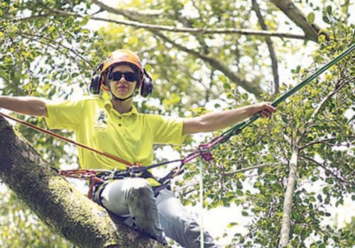 How much do tree climbers make in hawaii?