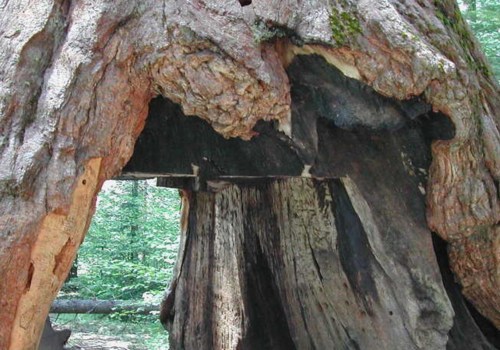 What state has the most tree work?
