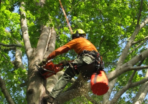 What is a tree professional called?