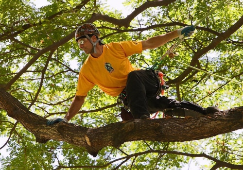 How much do tree climbers make in colorado?