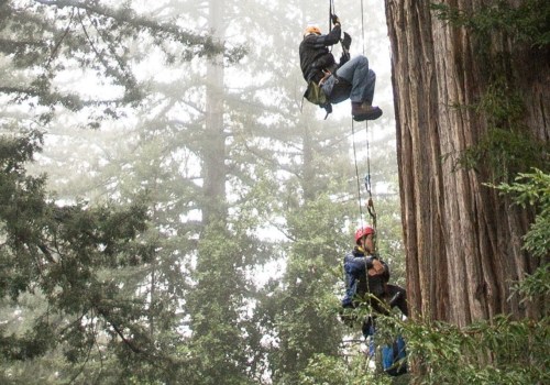 What is a tree climber called?