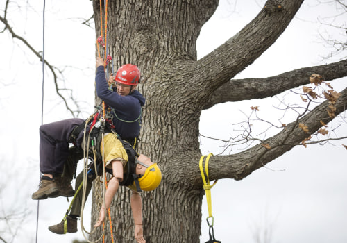 What does a professional tree climber do?
