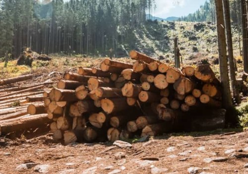 What are the people that cut down trees called?