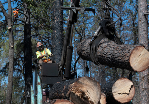 How much do tree trimmers make in california?