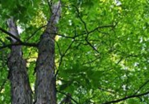 What is it called when you work with trees?