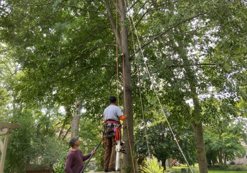 What do you call someone who trims trees?