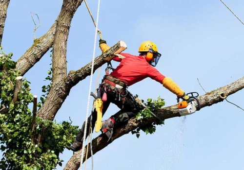 How much do tree climbers make in colorado?